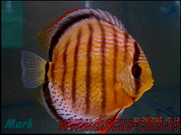 green discus