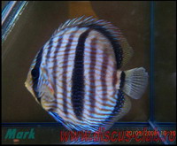 Heckel 001